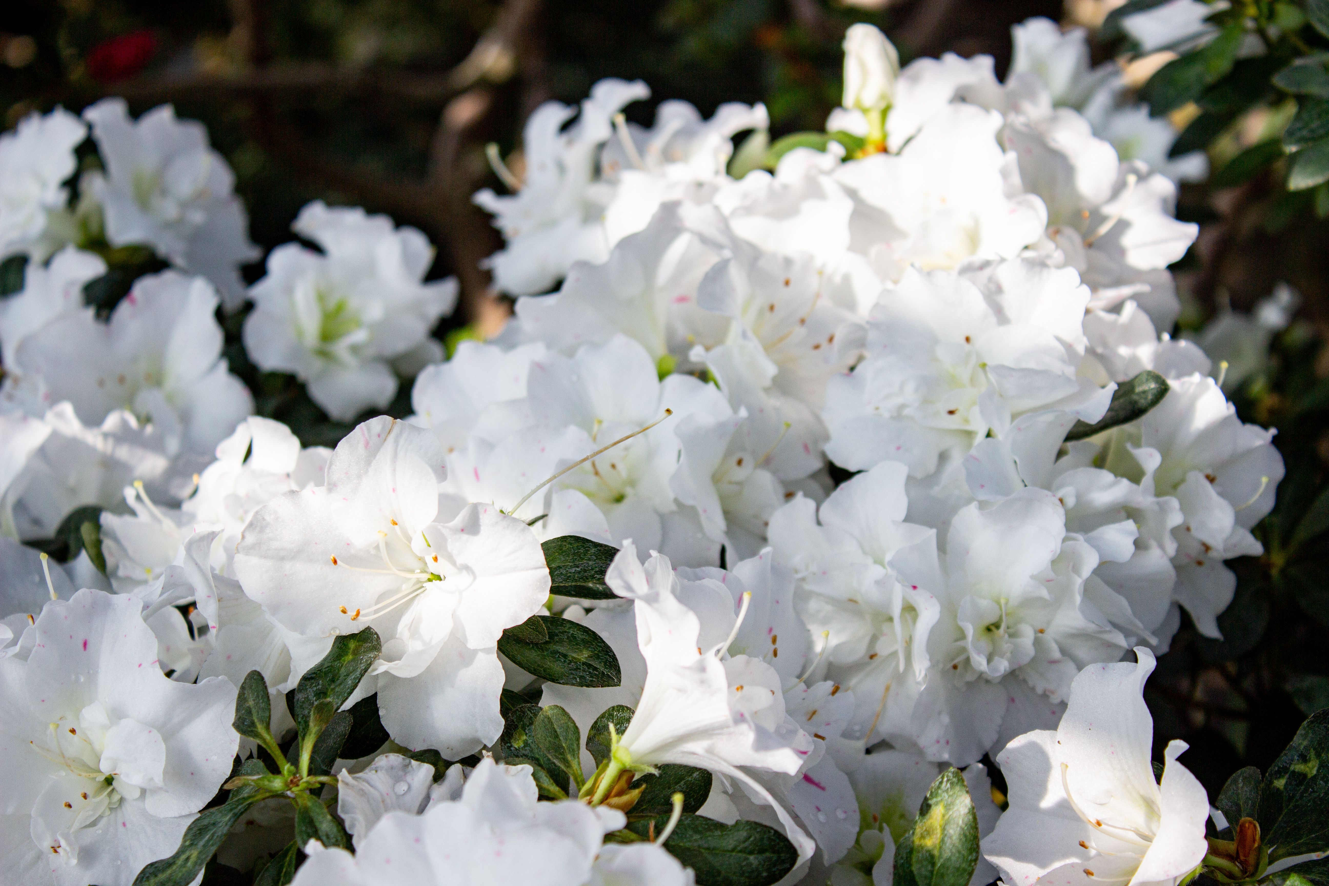 White flowers